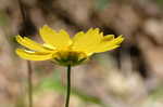 Lance coreopsis